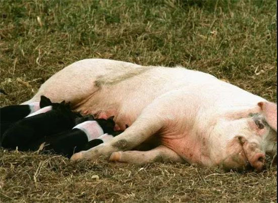 9月猪价“凉了”，后市持续走跌，重心在25元？