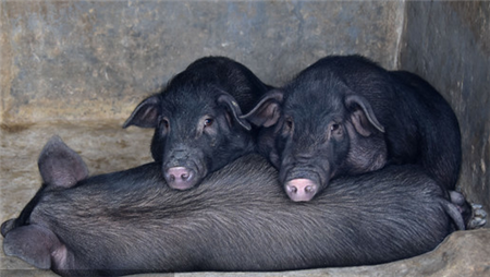 生猪养殖险赔了144亿 疫情拖累权益投资