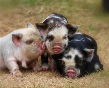 “安心复养”模式为生猪产业输血赋能