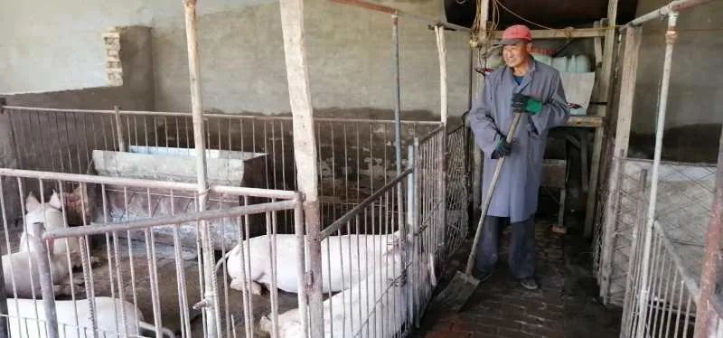 突泉镇福胜村：养猪托起“致富梦”