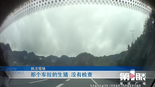 面包车强行冲关……车里居然塞了70头生猪