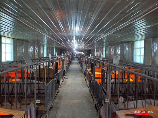 大有期货力推生猪饲料成本“保险 期货”项目