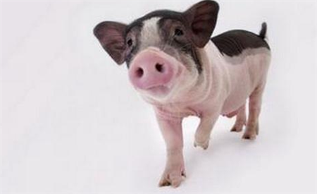 恢复产能、防止过热 努力减少“猪周期”波动