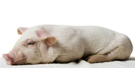 9月CPI今年首进“1时代” 猪肉价格环比由涨转降