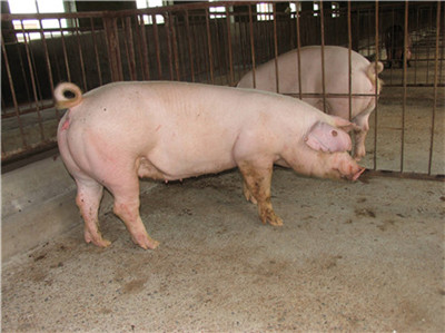 云南：昆明生猪价格时隔5个月再次重回“2时代”