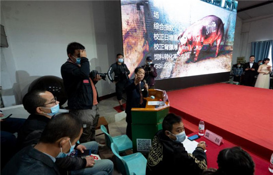 武汉“猪王”诞生，4.2万元拍出