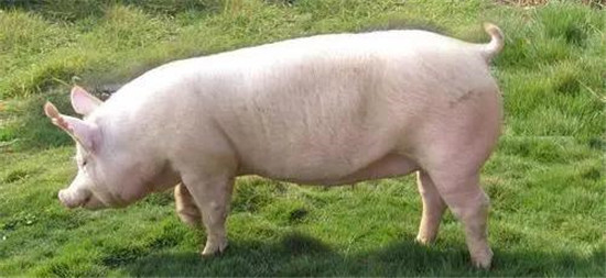 生猪保险被人为遗漏，死掉的猪谁来赔?这122000元损失法院判了