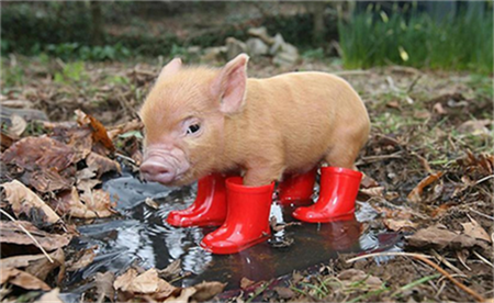 农业农村部答复关于促进兽药行业发展保障食品和公共卫生安全的建议