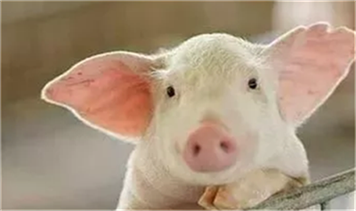 猪肉批发价跌破新低！可为何养猪巨头依然扩张？