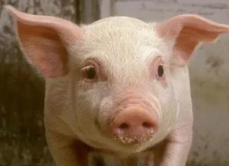 一片绿!猪价再迎“塌方式大跌”，要跌回“白菜价”?答案来了