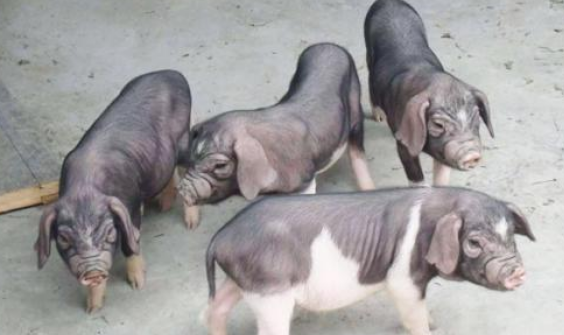 南京12个万头猪场全部投产运营