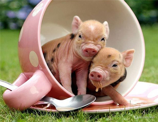 农业行业：前三季度生猪生产恢复好于预期