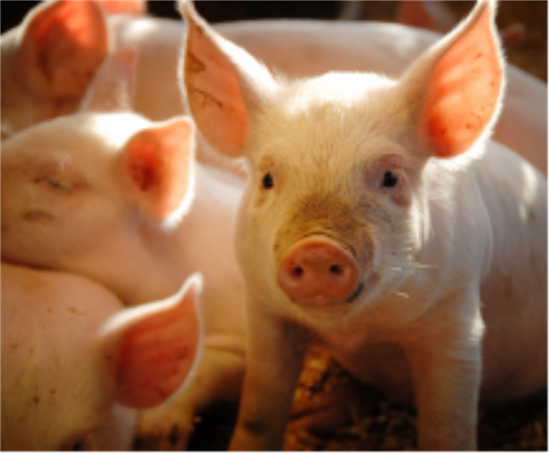 生猪养殖“新玩家”风险或加大 智慧养殖助力搭建高质量发展车道