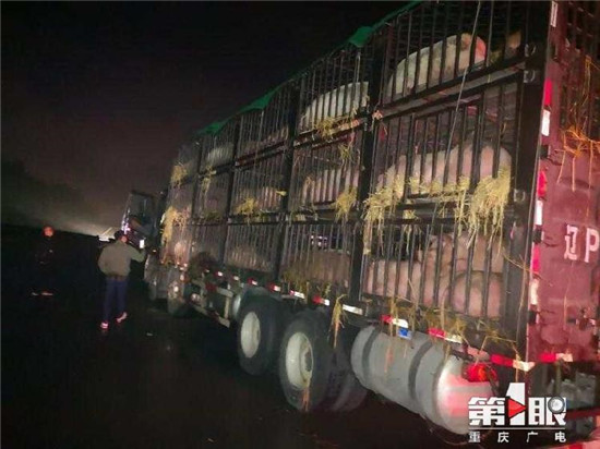 90头！重庆查获一辆非法运输生猪大货车