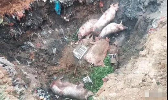 广西玉林有人掩埋多头瘟猪？官方正式回应