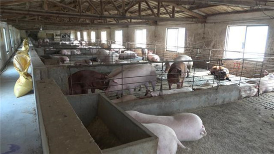 湖北黄梅：1000余头生猪断水 消防解困