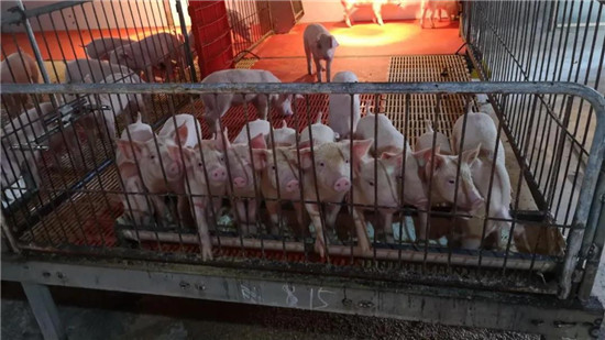 商务部：预计2020全年肉类等进口将突破950万吨！