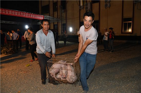 化州警方端掉“两广”特大偷猪团伙，拘了6嫌犯缴获生猪20多头