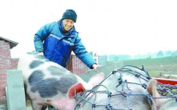 财政支持、保险落地！养猪人笑了！