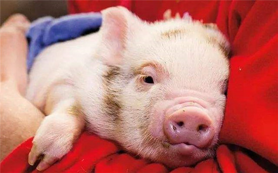 冷链冻品全面消杀方案落地：防疫关口前移 消费者感染风险极低