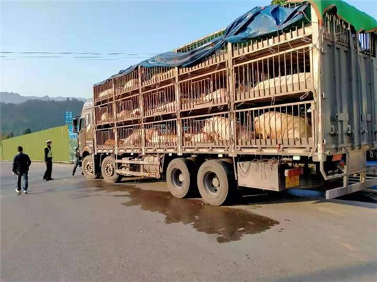 百头生猪无证？四川高速交警移交古蔺县畜牧部门