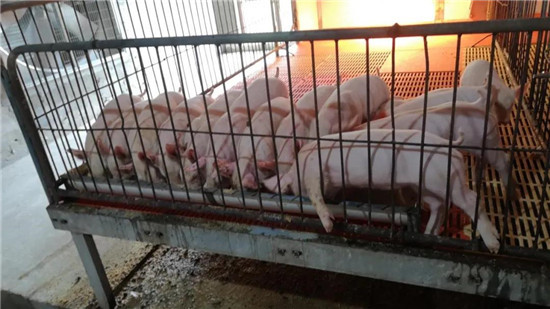 泥沙俱下！为何猪价下跌这样猛？三利好助力提前吃“白菜价”猪肉
