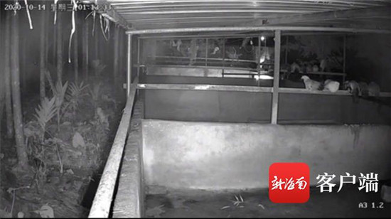屯昌一养猪场20头被偷走的猪，从万宁被追回
