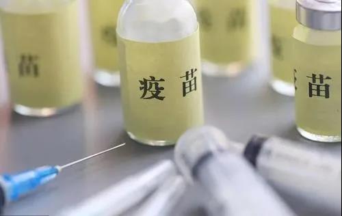 谁真正需要非瘟疫苗？对有些养猪人来说它已不是必须品！