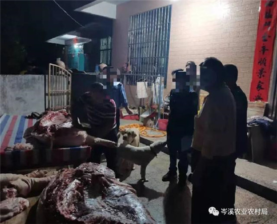 岑溪警方查处一非法生猪屠宰窝点，缴获生猪产品400斤！
