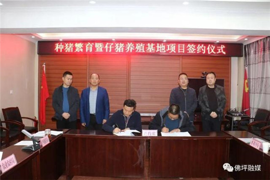 「关注」3万头生猪养殖基地项目落地佛坪