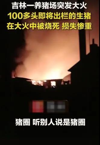 防火！100多头即将出栏生猪被活活烧死！