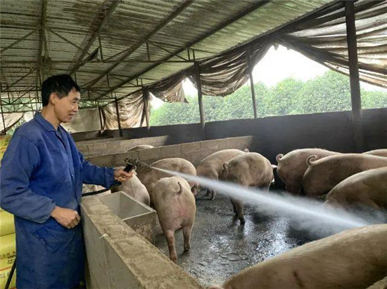 刘得华的养猪脱贫致富记