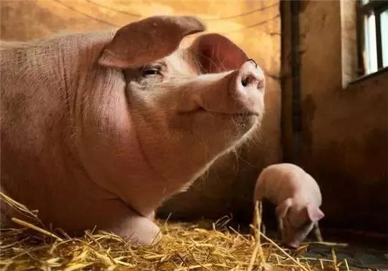 饲料厂缺货，玉米价格破“新高”，养猪还能赚钱吗？
