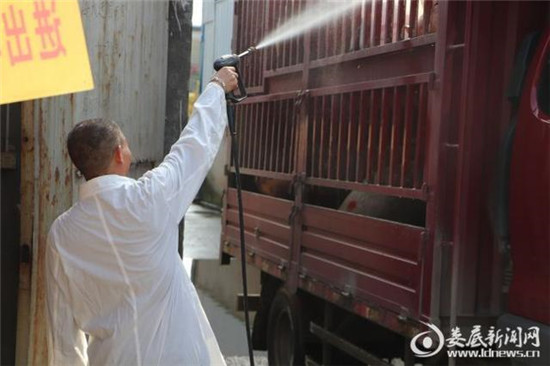 娄底：严把生猪检疫关 确保市民吃上“放心肉”