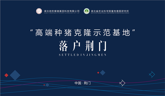 国内首个“高端种猪克隆示范基地”将落户荆门 带动荆门种猪业发展 从源头上稳定生猪生产