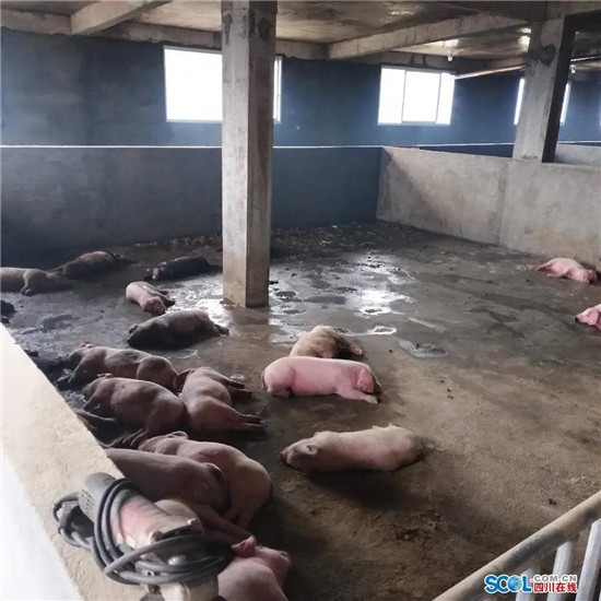 四川一养猪场烧煤取暖遭遇意外，99头生猪中毒死亡