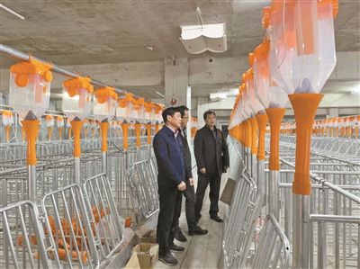 生猪增产保供：端稳宁波百姓的“肉盘子”