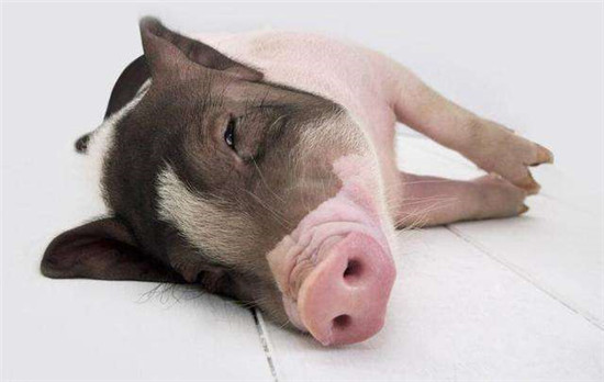 肉价上涨但消费者并不买账 近半地区猪价回调