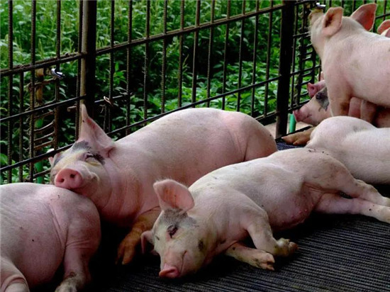 为给猪治病，私自种植罂粟！这个猪场老板被抓了