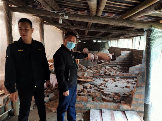 今天福安溪柄镇依法给与强制性拆除违建猪栏，全力治污