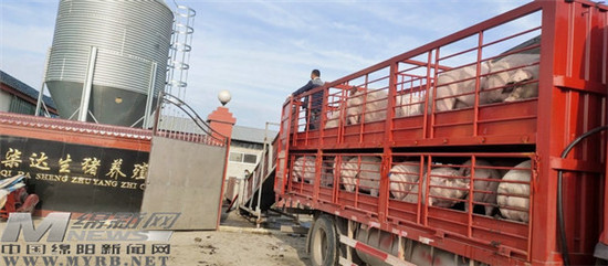 安州河清镇同心村：2000余头生猪出栏集体经济入账16万