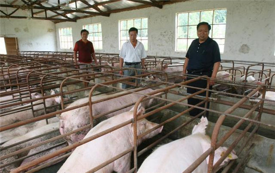 养猪增多，猪肉却要突破“3字头”？到底啥原因？12月13日肉价