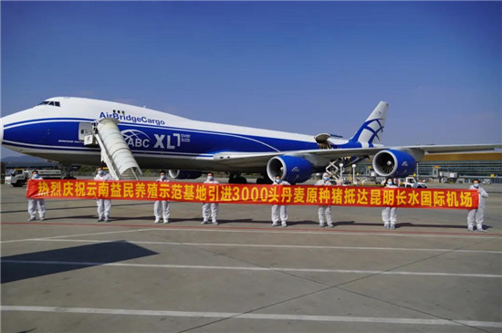 3000头！史上最大单批次引种落地云南，还有企业全年要引种10000头？