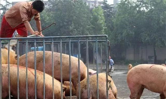 12月猪价涨跌“两重天”，新一轮猪价上涨又重启，腌肉潮来临！