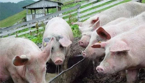 多地正要求关闭冷库，下架停售进口冻肉……