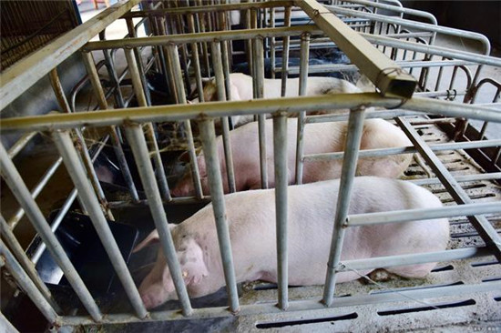 广东韶关又有三座现代化生猪养殖场建设，年出栏商品猪共110万头