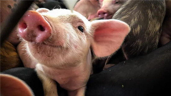 猪价还涨吗？农业农村部：全国生猪产能明年上半年有望完全恢复！