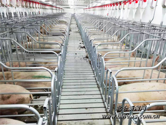 总投资8000多万元！北仑最大生猪养殖场投产