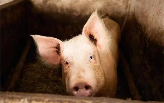 仍看好猪价？9大猪企半个月砸232亿扩张养猪