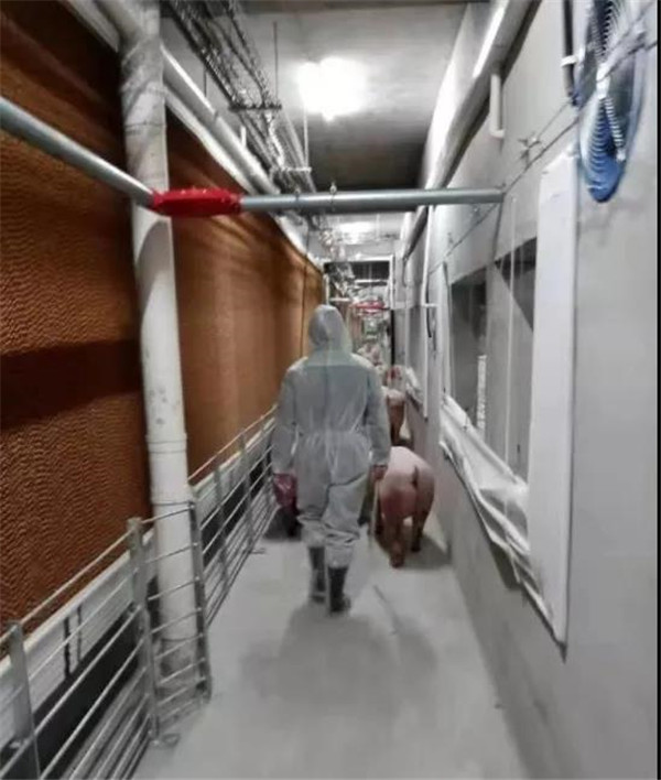 果断出手！猪价位居“高位”，这家猪场真壕气！喜迎4.8万头生猪入住
